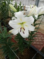 [4620 VZ H08 4526-01 Pangea No01.JPG]